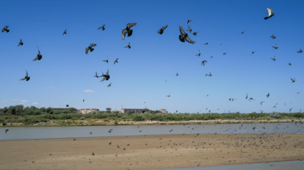 Токаев предложил создать Центр изучения водных проблем ШОС в Казахстане