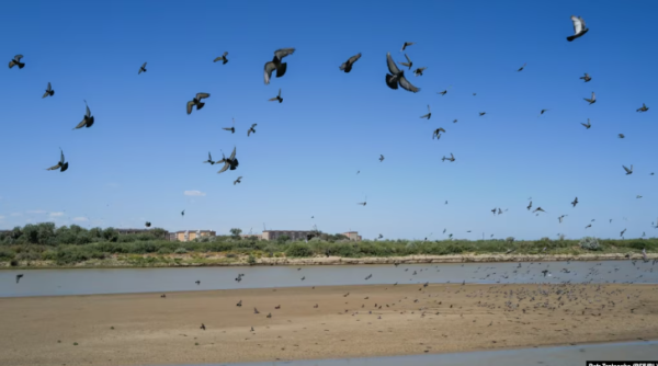 Токаев на саммите ШОС заявил о «точке невозврата» вооружённых конфликтов и призвал реформировать ООН