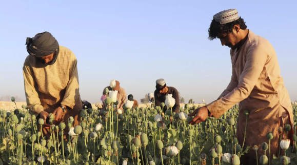 В СНГ обеспокоены растущей угрозой наркотрафика из Афганистана в Таджикистан