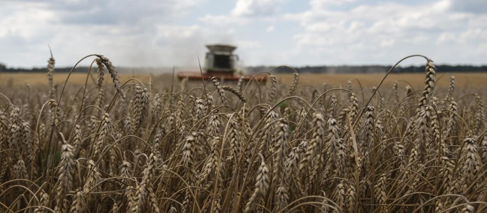 Das gestohlene Getreide der Ukraine