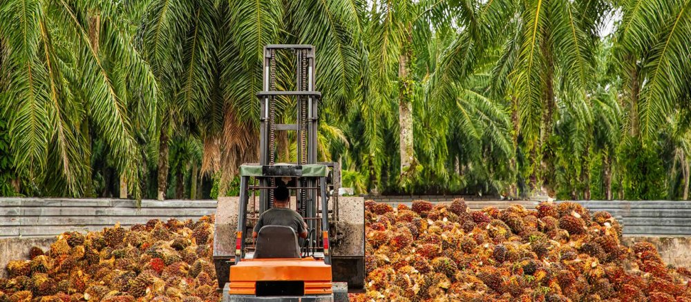 Menschenrechtsverletzungen bei Palmöl-Importen?