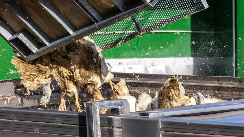 400.000 Tiere wegen Vogelgrippe gekeult