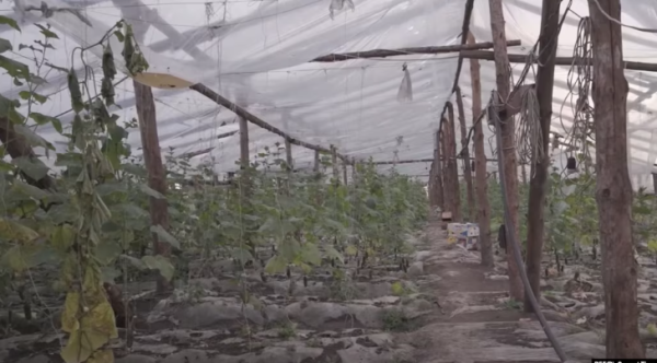 19 граждан Узбекистана, освобождённых из трудового рабства в Украине, вернулись на родину