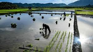 Nach dem Tsunami kam der Frieden