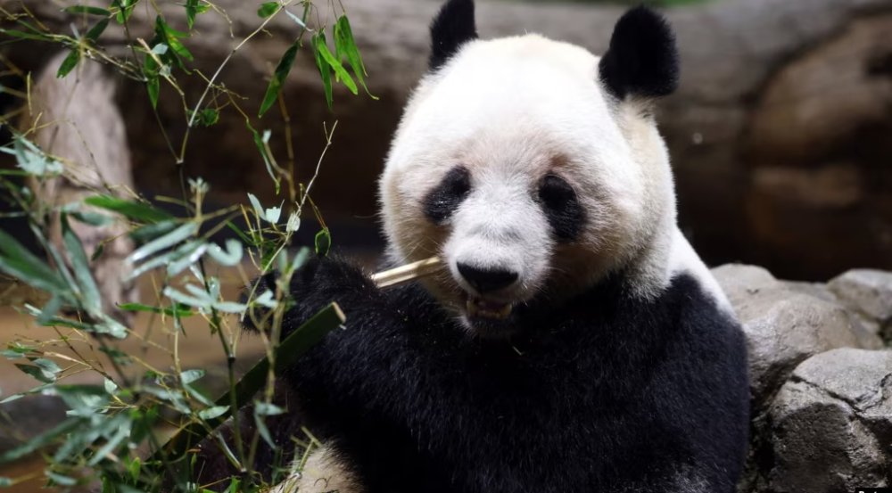 Китай возвращает панд из Токио на фоне ухудшения отношений с Японией