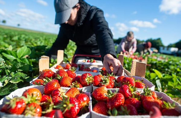 МОМ предупредила граждан Таджикистана о мошенничестве с работой в Великобритании