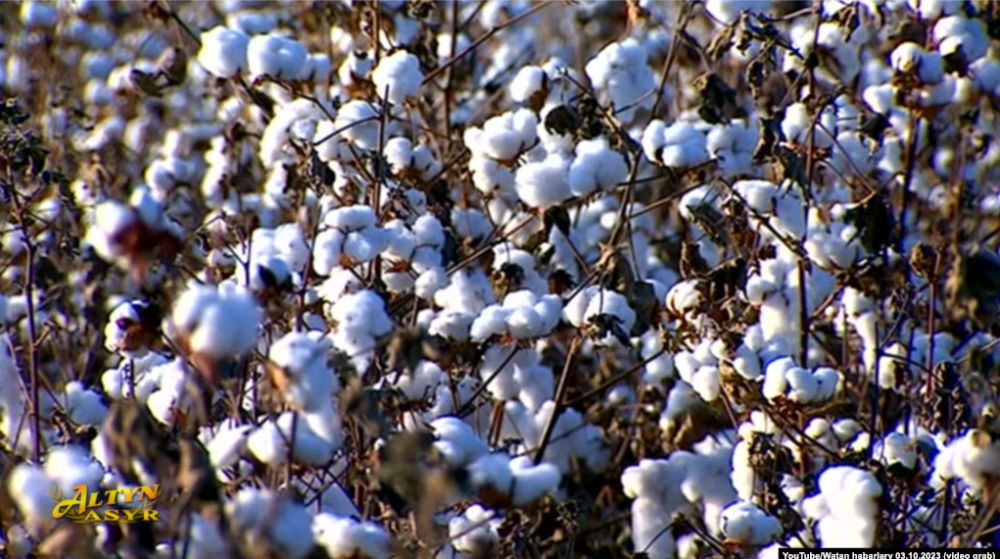 Узбекистан усилил контроль за экспортом целлюлозы и хлопкового пуха из-за санкционных рисков