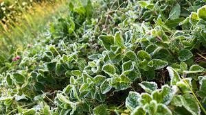 Gilt altes Wetterwissen noch für die Eisheiligen?